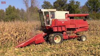 INTERNATIONAL 815 Combine Harvesting Corn [upl. by Burta]