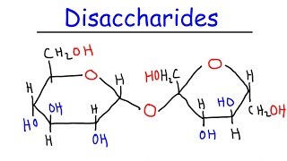 Disaccharides  Sucrose Maltose Lactose  Carbohydrates [upl. by Avlasor]