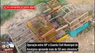 Operação entre MP e Guarda Civil Municipal de AmargosaBA apreende mais de 50 aves silvestres [upl. by Nnylhtak]