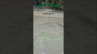 Ko Pa Nak Lagoon walking fish caves travel nature lagoons thailand [upl. by Parfitt]