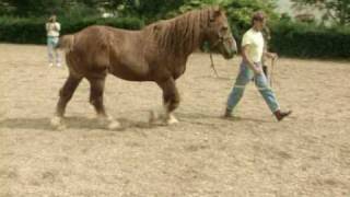 The Meeting of Three Paso Fino Stallions [upl. by Uhej]