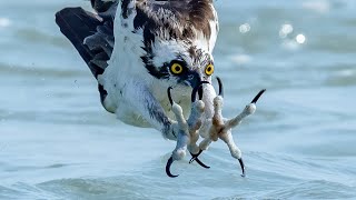 Insane Osprey Feeding Frenzy  Fall Mullet Migration  Sharks Galore  Sony A9  A7RIV [upl. by Ttebroc]