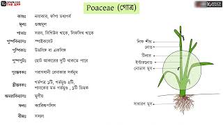 অধ্যায় ৭ একবীজপত্রী উদ্ভিদের শনাক্তকারী বৈশিষ্ট্য ও Poaceae গোত্র HSC [upl. by Flemings]