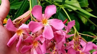 ❄🌺TOXIC BEAUTY GROWING OLEANDER amp COLD CLIMATE CARE  COLD HARDY [upl. by Eelahc]