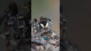 ¿Esta araña es el superhéroe de los insectos 🦸🪰🦹spiderman [upl. by Harimas386]