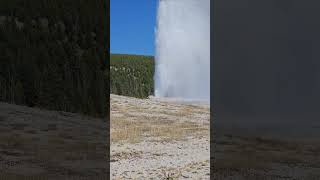 Old faithful geyser erupts in yellowstone national park yellowstone nationalpark geyser roadtrip [upl. by Edmanda760]