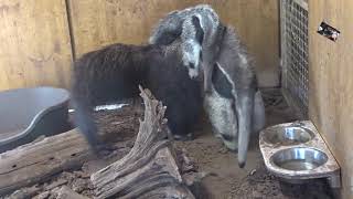 La maman Grand Fourmilier promène son bébé  Safari de Peaugres  Ardèche  France [upl. by Marva]