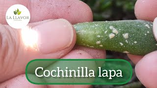 Cochinilla lapa Tratamiento ecológico para eliminarla 🌿 [upl. by Yknarf521]