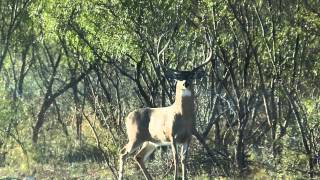 The Deer of Stuart Ranches  Coahuila Mexico [upl. by Caundra]