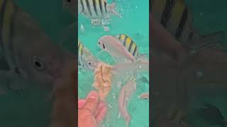 Feeding the fish in Aruba aruba arubaonehappyisland snorkeling [upl. by Eire788]