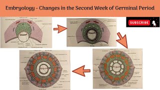 Changes in the Second Week of Germinal period  Changes in the Trophoblast amp Embryoblast [upl. by Schnabel]