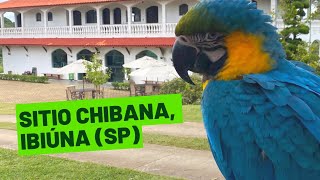 Visita ao Sitio Chibana em Ibiúna [upl. by Gabey]