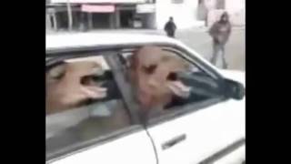 Two Angry Camels in a Tiny Car argues with spitting goat [upl. by Corine]