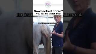 Cow Hocked Horse Watch This  Equine Bodywork  Holistic Horseworks [upl. by Wolfie]