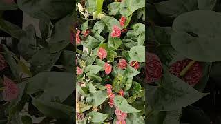 Anthurium Beauty Colors Flower Foliage [upl. by Idolla]