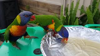 Feeding honey to wild lorikeets [upl. by Niamert]