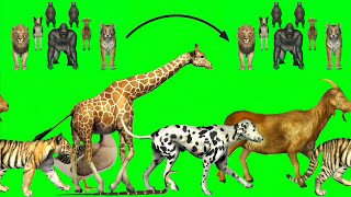 Green Screen Running Animals  Animals Stampede greenscreen stampede animals [upl. by Eilujna]