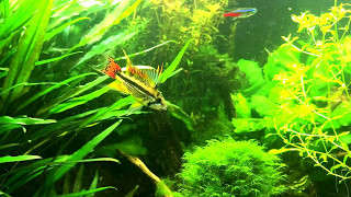 Apistogramma cacatuoides Breeding behaviour [upl. by Bob483]