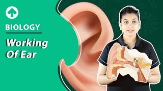 Working of Ear  Biology [upl. by Aihsad]