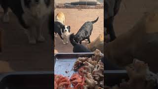 Pork and shrimp cooked for the dogs today [upl. by Elrae904]