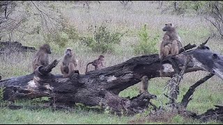 A brief visit of the chacma baboon troop to Djuma Waterhole [upl. by Netnilc]