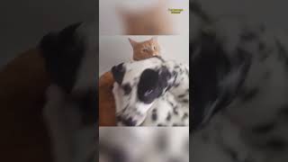 Funny Cats and Dogs The Ultimate Comedy Show dog puppy cat kitten pets [upl. by Eeluj]