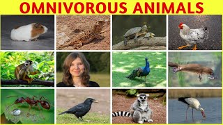 Omnivorous Animals  Learn Omnivorous Animals Names In English With Pictures  animalnames [upl. by Eisaj]