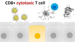 cytotoxic T cell activation and killing mechanism [upl. by Esinert]