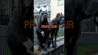 Top 5 des chiens de garde les plus forts au monde 😱 chien shorts [upl. by Aryan859]