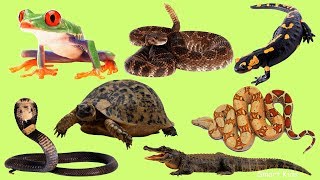 Animales para niños Los Anfibios y reptiles Aprende el nombre y los sonidos de anfibios y reptiles [upl. by Kenrick]