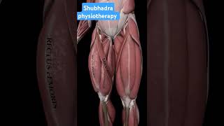 Longest muscle in body anatomy shoulder mobility ytshorts mudratherapy yogaasana [upl. by Nylcoj]