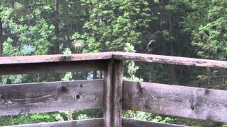 Common Redstart Mating Pair [upl. by Cleveland]