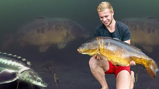 Can I catch the big mirror carp in front of the underwater camera [upl. by Jeffery]