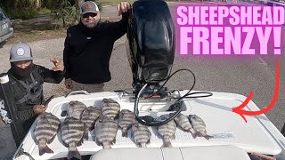 Sheepshead Frenzy 14 oz Jigging Adventure at the Mayport Jettys [upl. by Pete]