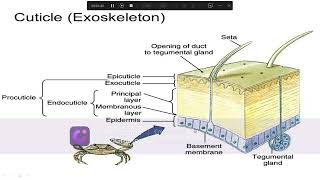 Ecdysis Moulting in Arthropods ecdysis Ecdysis or moulting Ecdysis or moulting class 12 [upl. by Amrak]