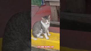 I luv cats cats catshorts pusa pusakal fypシ゚viral fyp [upl. by Ferna]