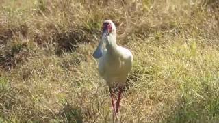 African Spoonbill [upl. by Suryc710]