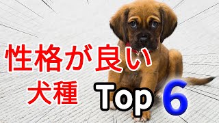 性格良い犬種ランキングTOP6！喜びと癒しの仲間たち！ [upl. by Inig]