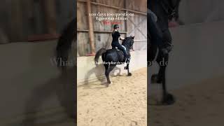 Saddleseat and Huntseat horse equestrian saddlebred saddleseat huntseat [upl. by Aguie504]