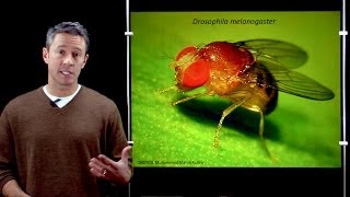 Online Developmental Biology Introduction to Drosophila [upl. by Paik]