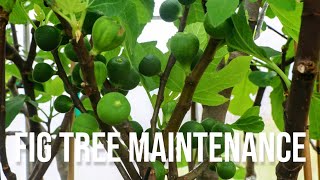 Fig Tree Maintenance in the Spring for Maximum Yields [upl. by Amis]