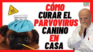 🔴 Como CURAR a un PERRO de PARVOVIRUS CANINO en Casa❣️TRATAMIENTO CON REMEDIOS CASEROS y MEDICAMENTO [upl. by Yvi]