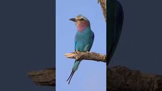 Lilacbreasted Roller in Kenya shorts [upl. by Austin]