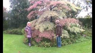 Cornus controversa Variegata Wedding Cake Tree introduction [upl. by Asille]