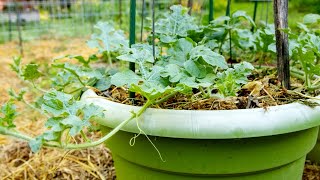 Growing Watermelons In Pots MaintenanceTraining Vines Up Vertical Trellis Mulch Fertilize Water [upl. by Bahe]