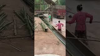 Crushing bamboo and making it into bamboo pulp for papermaking [upl. by Iramaj]