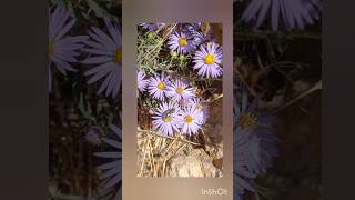 אסתר חלק 🌸 Symphyotrichum laeve‏  Aster laevis [upl. by Allison]