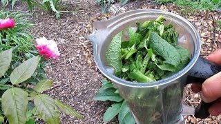 Easy DIY Comfrey Liquid Fertilizer [upl. by Coney]