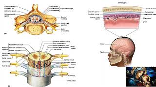 Pia amp Dura Mater spirituality higherself consciousness duramater piamater csf chaos [upl. by Adyaj523]