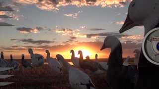 KILL SHOTS AWESOME WATERFOWL HUNTING [upl. by Randy]